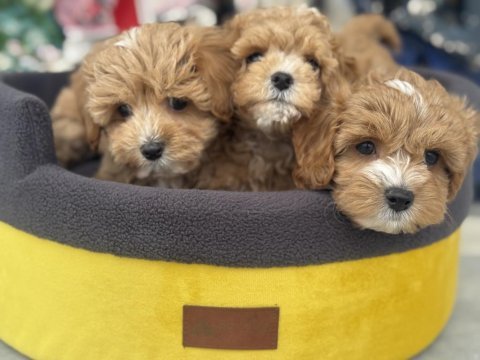 Ankaranın  en seçkin kore maltipoo yavruları