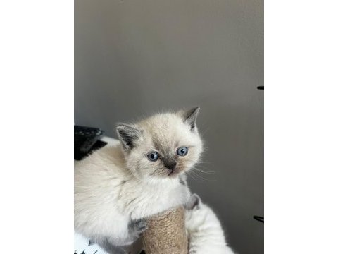 40 günlük blue point british shorthair yavrular