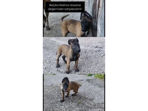 Belçika malinois