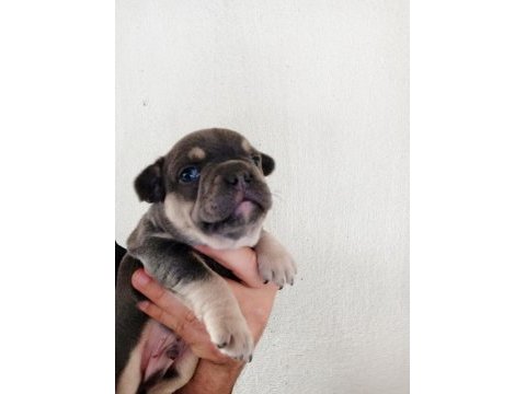 Aşılı karneli ırk garantili fransız bulldog