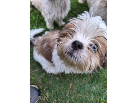 Masmavi gözlü erkek shih tzu