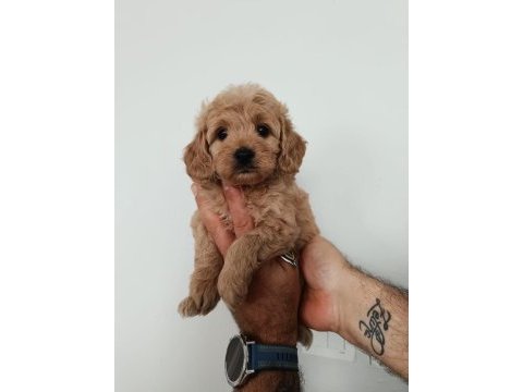 Toy poodle yavruları