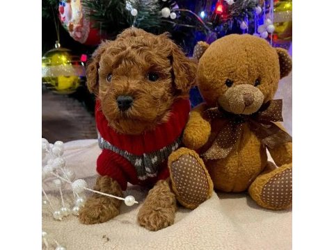 Toy poodle yavruları