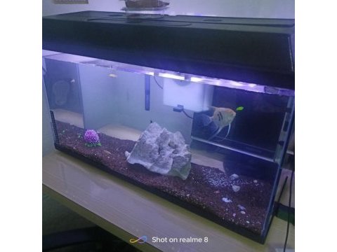 Kurulu akvaryum balıkları dahil