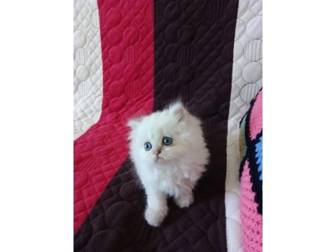 Golden british longhair blue point iki aylık yavru kedim