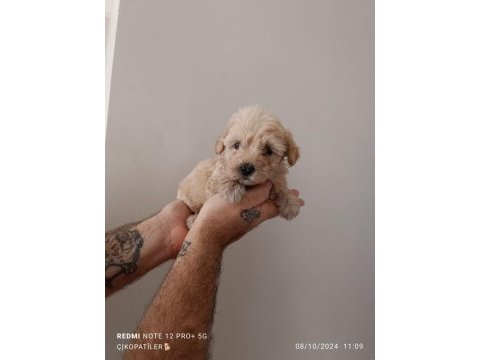 Maltipoo yavru