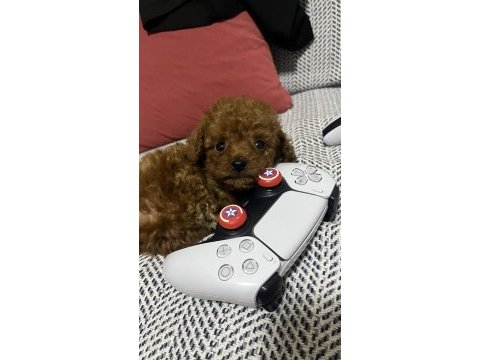 Kore kan 1.5 kilo garantili minyatür toy poodle bebek