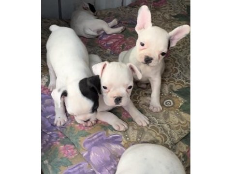2 aylık aşılı french bulldog yavrular
