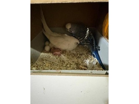 Kuluçka makinesi gibi yavrulu çekoslovak muhabbet takım