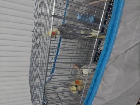 2 yaşında sultan papağanı takımı