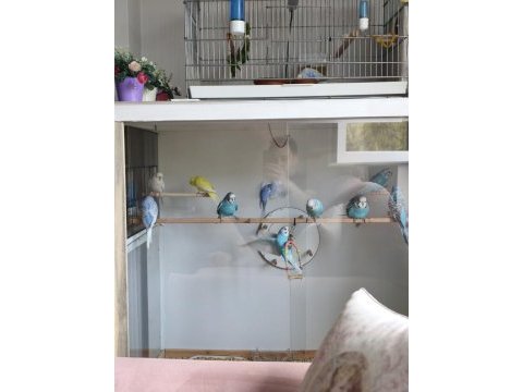 Jumbo muhabbet kuşu çok iyi 1 aylık yavrular