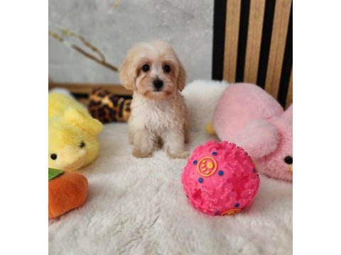 Maltipoo  yavrularımız 