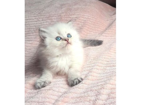 Pamuk şeker tasında bir dişi bebek