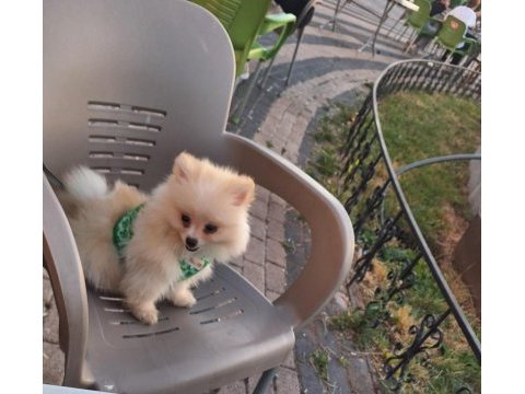 3 aylık erkek pomeranian tüm aşıları tamam