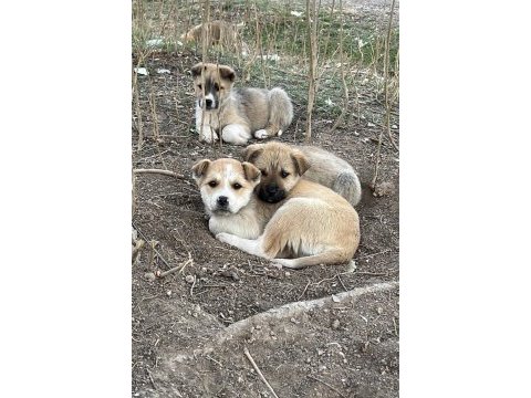 Yavru köpeğimizi ücretsiz sahiplendirme