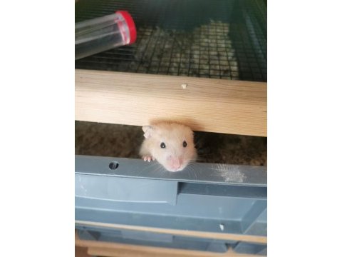 Hazır syrian hamster yavrularım mevcut