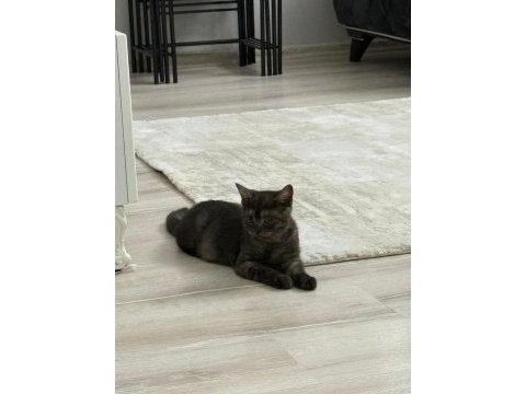 Yavru british shorthair çok tatlı