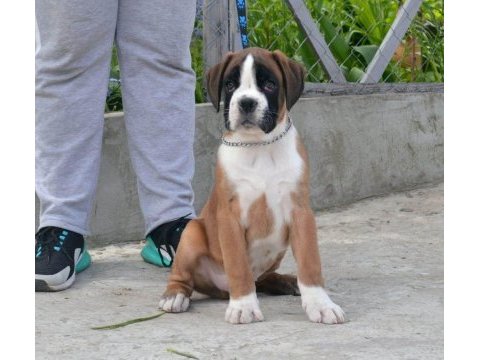 Fci şecereli boxer