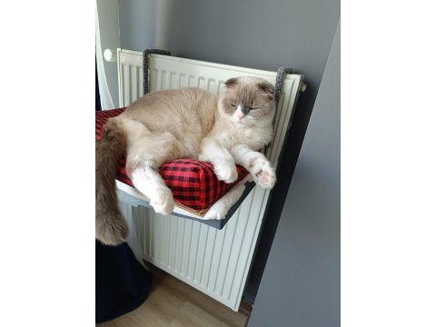 Ücretsiz scottish fold oğlumuza yeni yuva arıyoruz