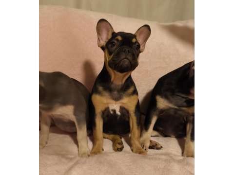 Aşılı ısabella ve fluffy taşıyıcı french bulldog kızlar