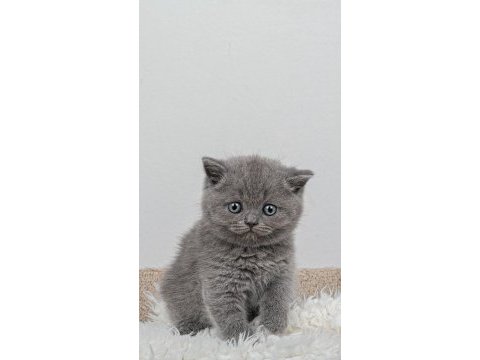 45 günlük british shorthair minnoşlarımız