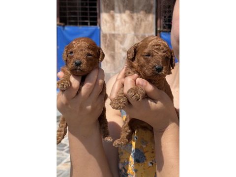 Toypoodle sevimli yavrular 