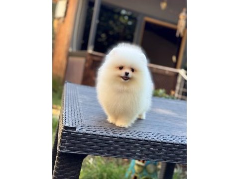 Minik sevimli pomeranian