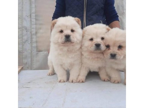 Pamuk çin aslanı yavrular