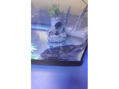 Dev leopar vatoz 24 cm sağlıklı