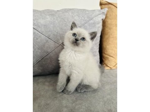 Safkan ayı suratlı british shorthair oğlum