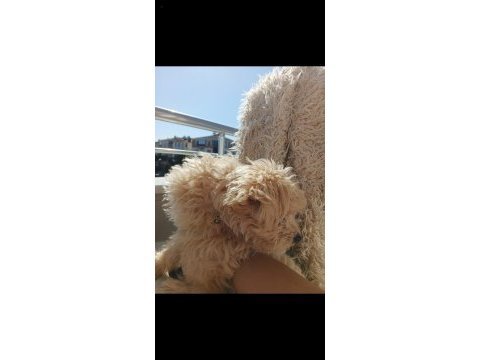 4 aylık maltipoo sahiplendirilecektir