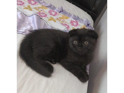 Scottish fold bebişler yeni yuvalarını arıyor
