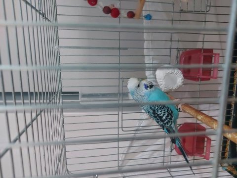 Jumbo muhabbet kuşu 1 yaşını geçti