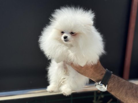 Show kalite tea cup pomeranian boo  yavrular
