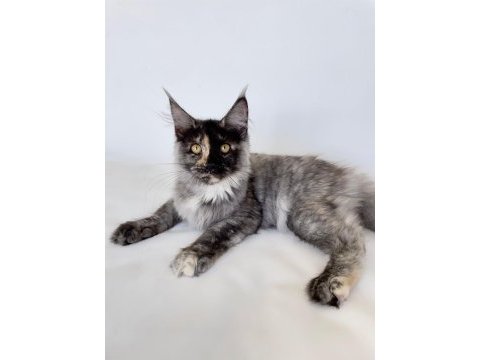 Xl mainecoon yavruları