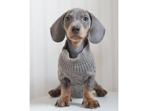Exotic dachshund yavruları 