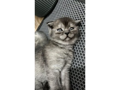 Tüm eğitimleri tam olan scottish fold