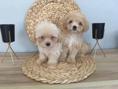 Mükemmel kalitede maltipoo yavrularımız