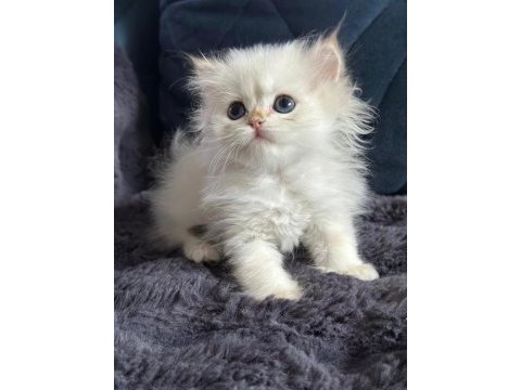 British longhair golden bebek
