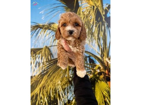 Ruhsatlı işletmeden maltipoo bebeklerim