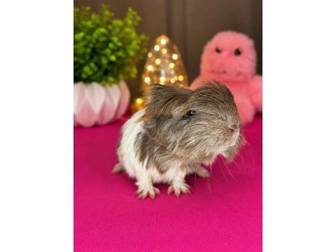 Guinea pig yavru