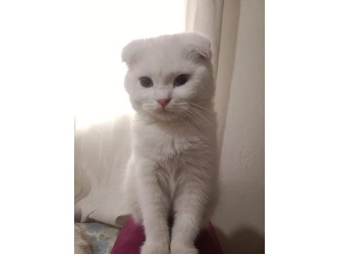 British shorthair kırık kulak kedimiz