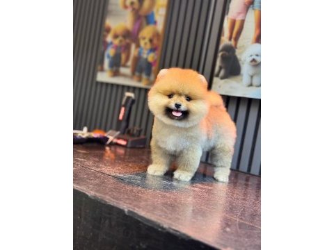 Pomeranian boo köpekleri