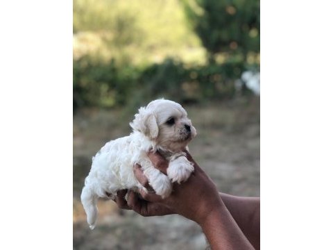 0 numara tüy yumağı sağlık ve ırk garantili maltese