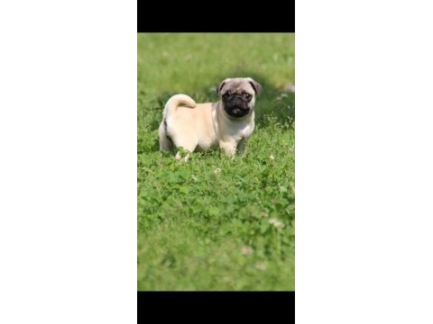 Köpekte kalite asla tesadüf değildir