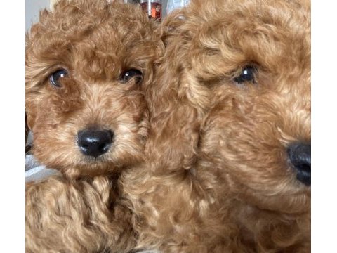 Orjinal toy poodle yavrular yeni yuvalarını arıyor