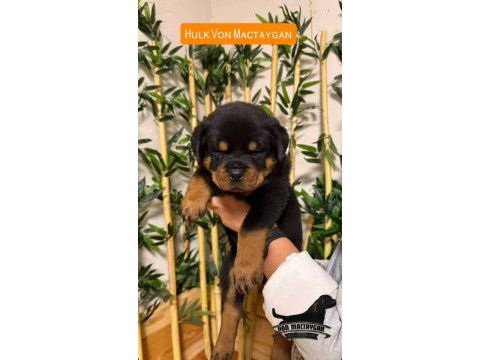 A şecereli rottweiler grand türkiye şampiyonunun yavruları