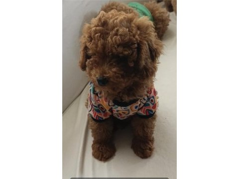 2 aylık erkek toy poodle