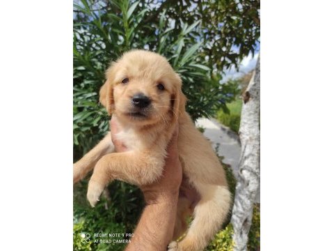 Aileye uygun maltipoo bebeklerimiz