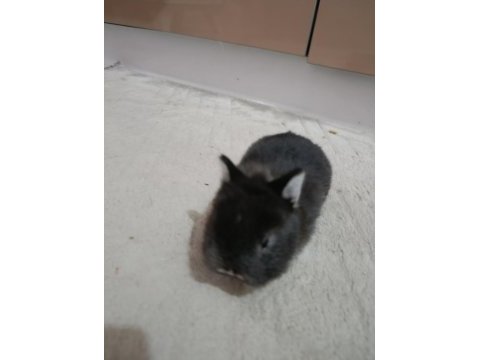 Safkan black otter cüce tavşan yavrular